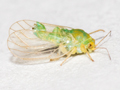 Psyllopsis fraxinicola